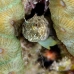 blenny_sailfin_lphr_gc_v_0290_cay4205.jpg